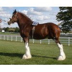 Horse - Clydesdale Gelding     Schleich 13808 